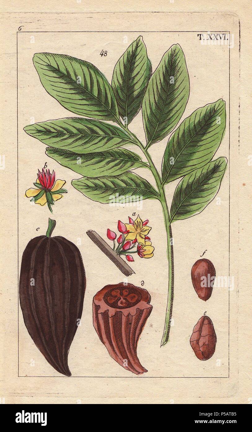 Cacao (chocolate) tree with fruit, flowers, nut, Theobroma cacao. Handcolored copperplate engraving of a botanical illustration by J. Schaly from G. T. Wilhelm's "Unterhaltungen aus der Naturgeschichte" (Encyclopedia of Natural History), Vienna, 1817. Gottlieb Tobias Wilhelm (1758-1811) was a Bavarian clergyman and naturalist in Augsburg, where the first edition was published. Stock Photo