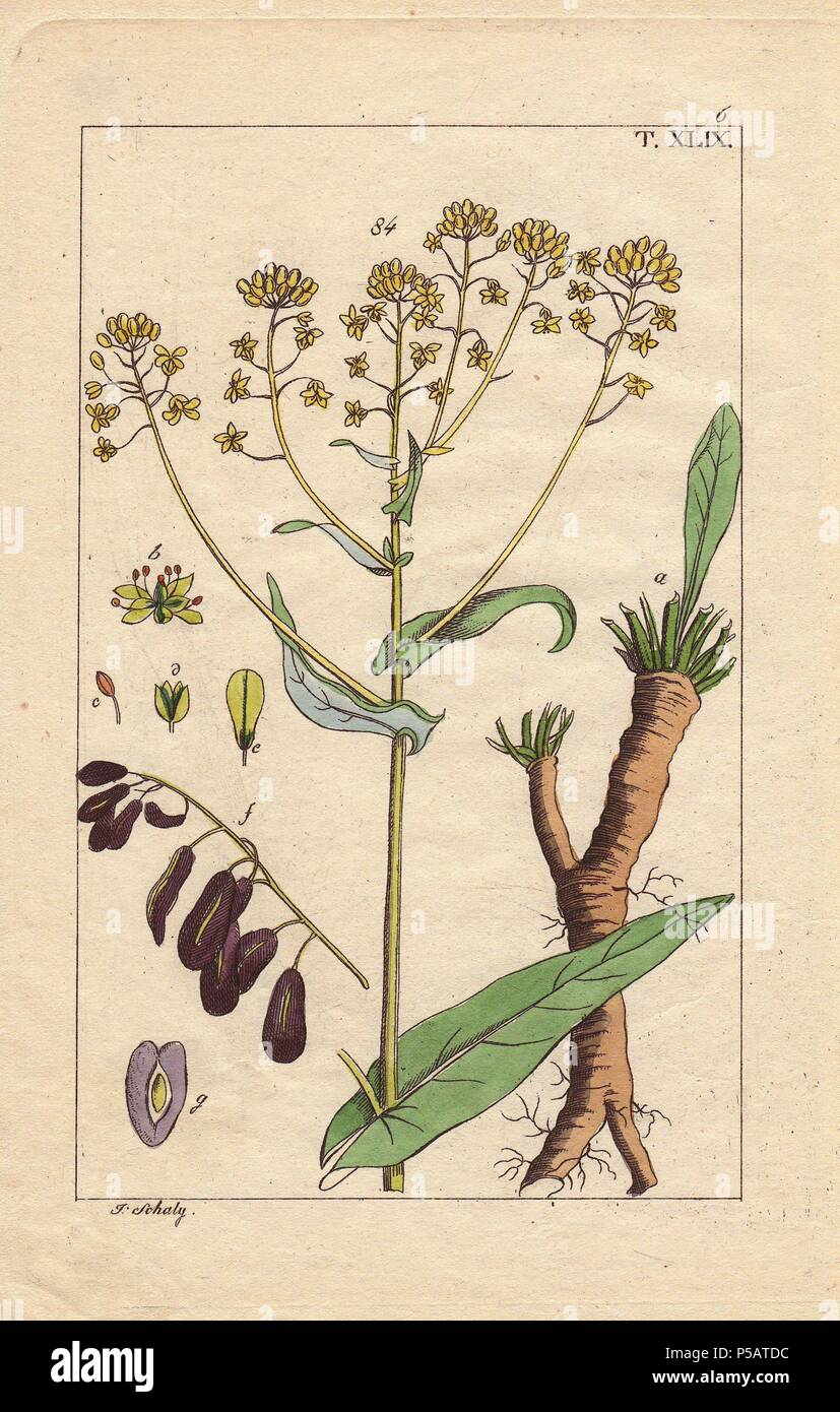 Yellow woad flower, seeds and root, Isatis tinctoria. Handcolored copperplate engraving of a botanical illustration by J. Schaly from G. T. Wilhelm's 'Unterhaltungen aus der Naturgeschichte' (Encyclopedia of Natural History), Vienna, 1817. Gottlieb Tobias Wilhelm (1758-1811) was a Bavarian clergyman and naturalist in Augsburg, where the first edition was published. Stock Photo