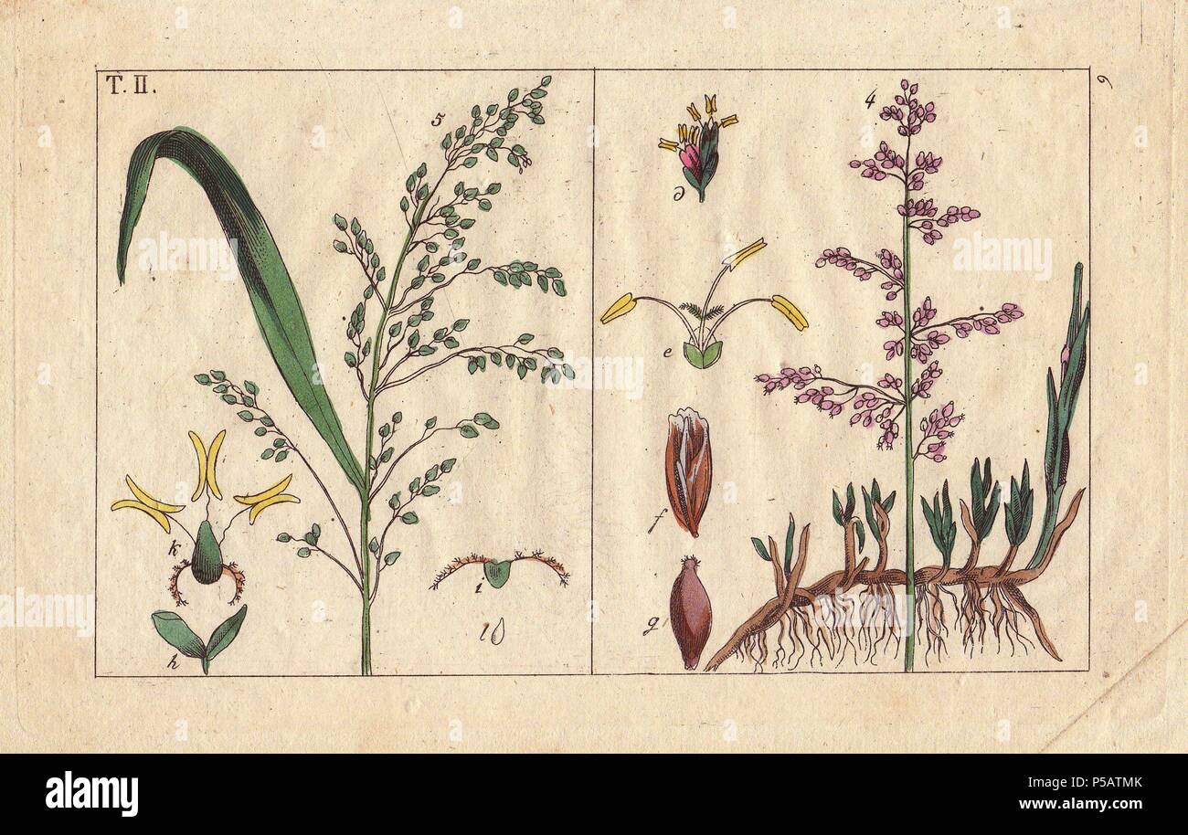 Brookgrass, Aira aquatica, and spreading millet grass, Milium effusum. Handcolored copperplate engraving of a botanical illustration from G. T. Wilhelm's 'Unterhaltungen aus der Naturgeschichte' (Encyclopedia of Natural History), Vienna, 1816. Gottlieb Tobias Wilhelm (1758-1811) was a Bavarian clergyman and naturalist in Augsburg, where the first edition was published. Stock Photo