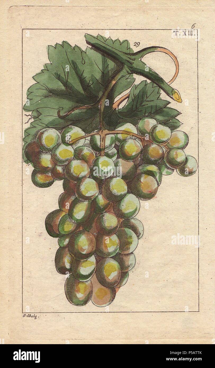 Traminar variety of grape, Vitis vinifera. Handcolored copperplate engraving of a botanical illustration by J. Schaly from G. T. Wilhelm's 'Unterhaltungen aus der Naturgeschichte' (Encyclopedia of Natural History), Vienna, 1817. Gottlieb Tobias Wilhelm (1758-1811) was a Bavarian clergyman and naturalist in Augsburg, where the first edition was published. Stock Photo