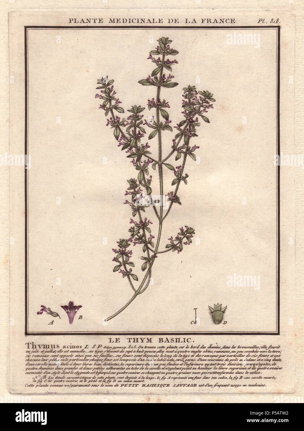 Basil thyme or wild basil (Acinos arvensis). . Thymus acinos. . French botanist Jean Baptiste François Pierre Bulliard was born around 1742 at Aubepierre-en-Barrois (Haute Marne) and died on 26 September 1793 in Paris. He studied at Angers, and later illustrated and published a number of botanical and mycological works on French flora. He studied art and engraving under Francois Martinet, the celebrated artist of many of Buffon's natural history books. Stock Photo