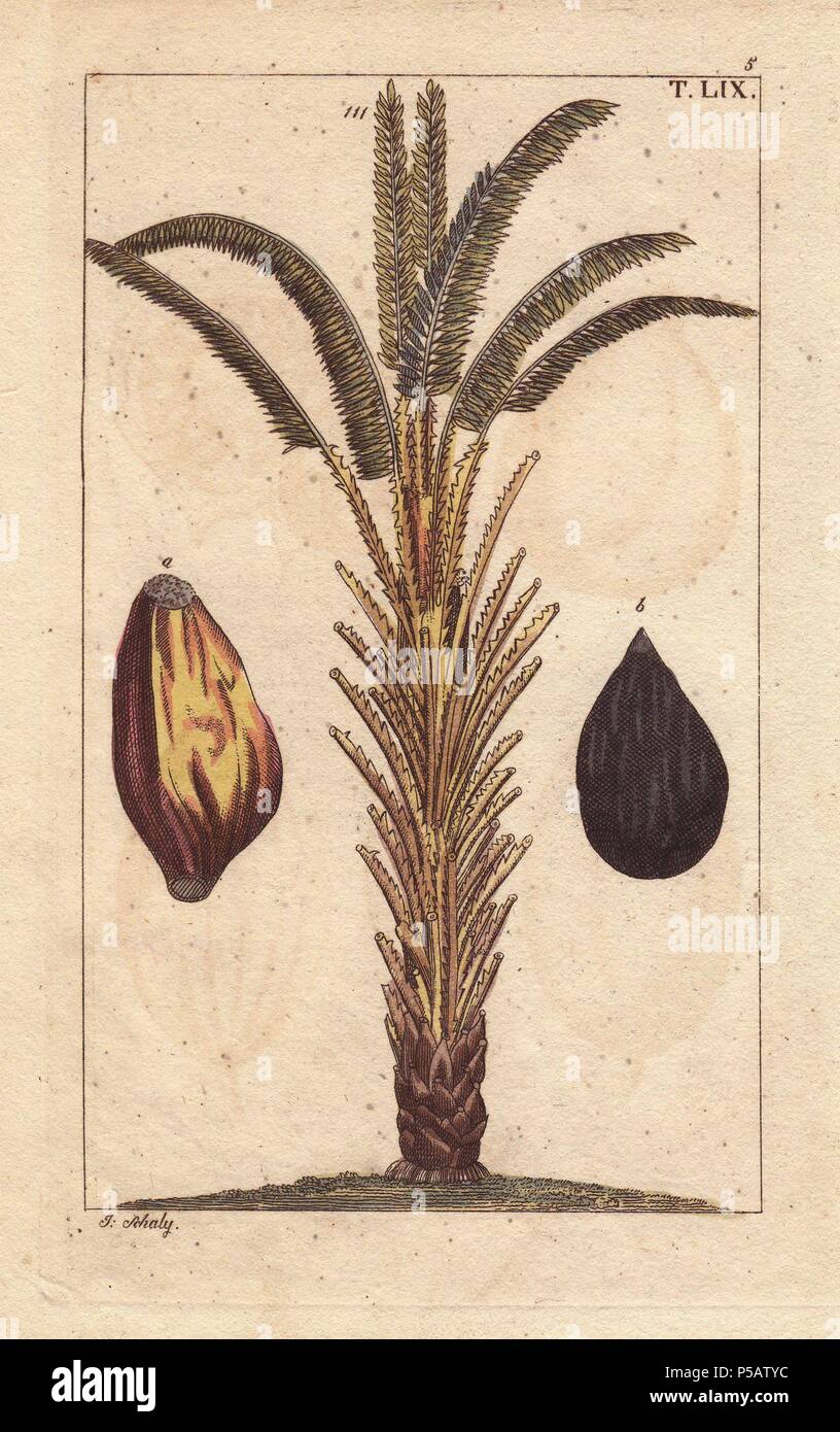 African oil palm tree with fruit, Elaeis guineensis. Handcolored copperplate engraving of a botanical illustration by J. Schaly from G. T. Wilhelm's 'Unterhaltungen aus der Naturgeschichte' (Encyclopedia of Natural History), Vienna, 1816. Gottlieb Tobias Wilhelm (1758-1811) was a Bavarian clergyman and naturalist in Augsburg, where the first edition was published. Stock Photo