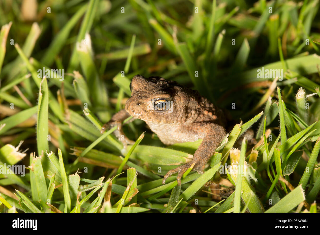 A toad, Bufo bufo, on a mown lawn in a garden photographed at night. Lancashire north west England UK GB Stock Photo