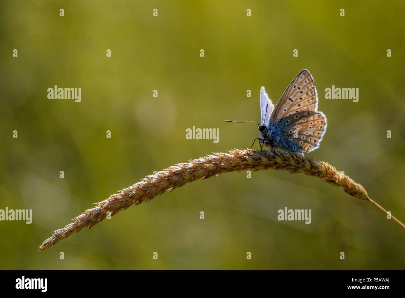 Common Blue Butterfly, backlit by the golden sun, on a head of grass seed in a wildflower meadow Stock Photo