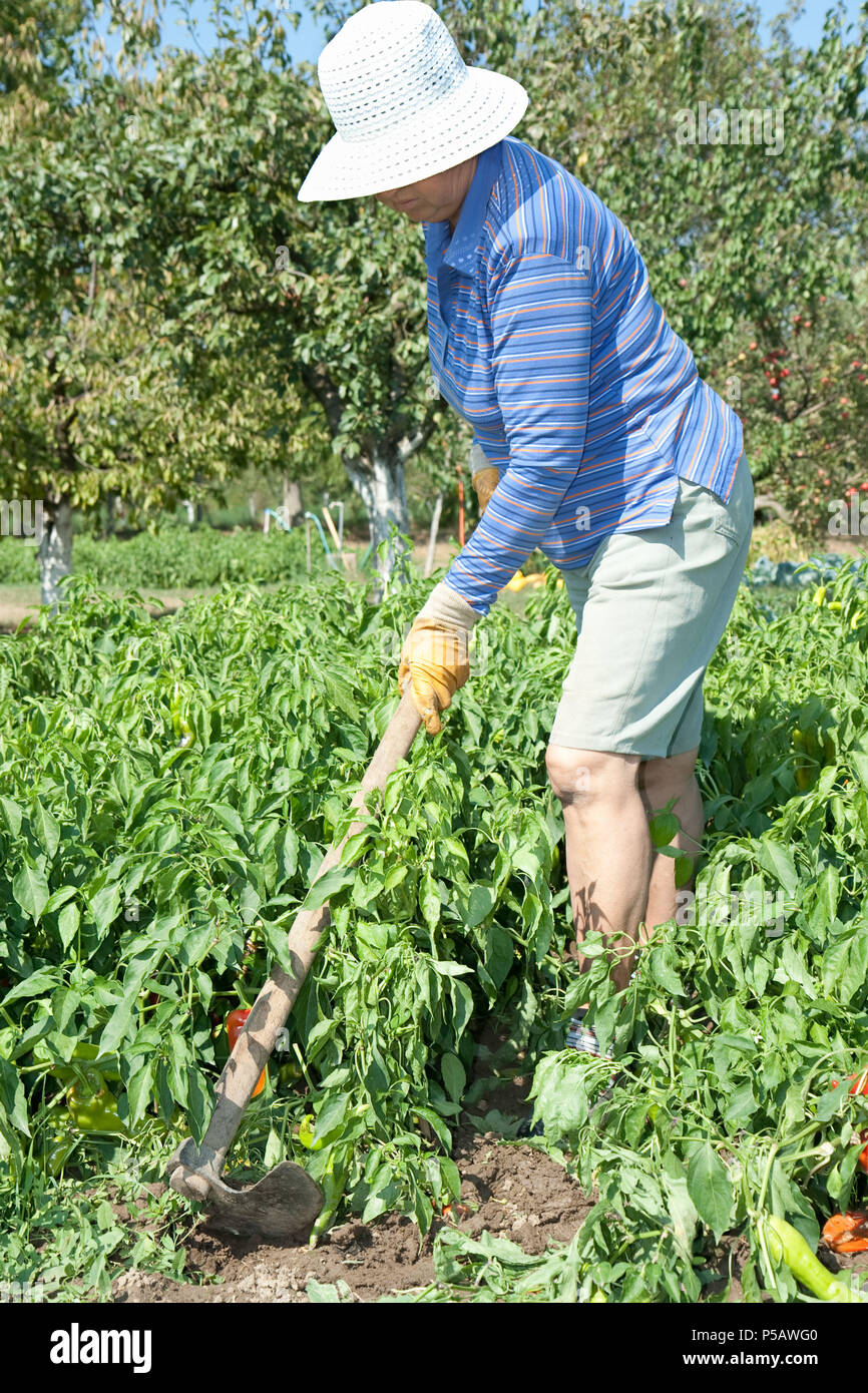 Woman is digging with hoe field paprika, fall season Stock Photo Alamy