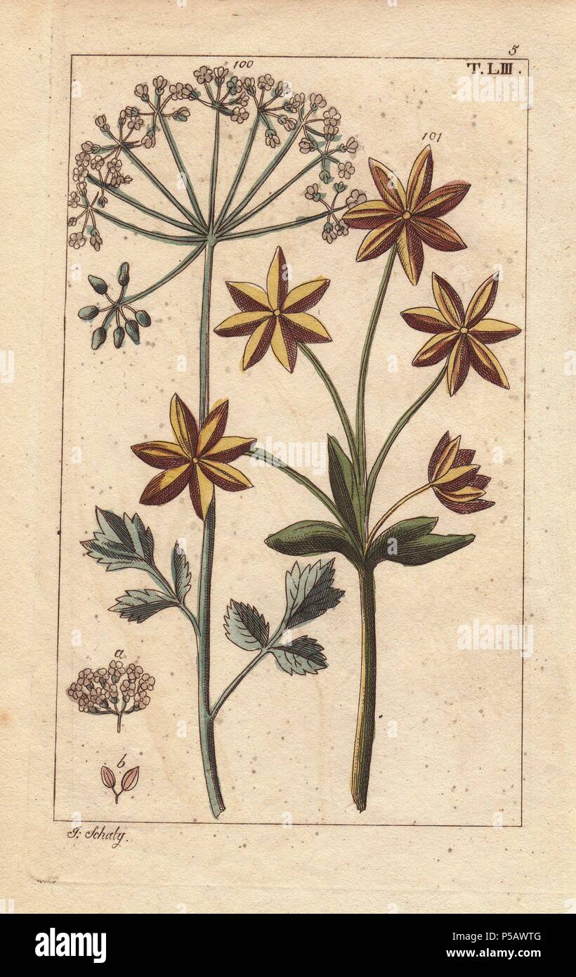 Anise or aniseed plant with flowers and seeds, Pimpinella anisum. Handcolored copperplate engraving of a botanical illustration by J. Schaly from G. T. Wilhelm's 'Unterhaltungen aus der Naturgeschichte' (Encyclopedia of Natural History), Vienna, 1816. Gottlieb Tobias Wilhelm (1758-1811) was a Bavarian clergyman and naturalist in Augsburg, where the first edition was published. Stock Photo