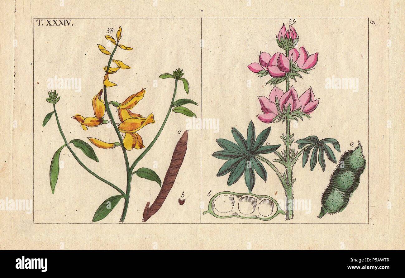 Spartium scoparium, common broom (58), Lupinus varius, lupin (59). Handcolored copperplate engraving of a botanical illustration from G. T. Wilhelm's 'Unterhaltungen aus der Naturgeschichte' (Encyclopedia of Natural History), Vienna, 1816. Gottlieb Tobias Wilhelm (1758-1811) was a Bavarian clergyman and naturalist in Augsburg, where the first edition was published. Stock Photo