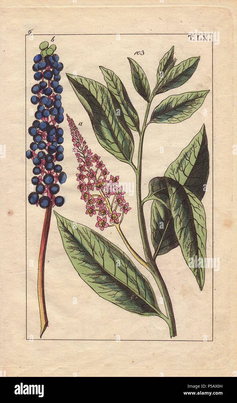 Poke root, Phytolacca decandra. Handcolored copperplate engraving of a botanical illustration from G. T. Wilhelm's 'Unterhaltungen aus der Naturgeschichte' (Encyclopedia of Natural History), Vienna, 1816. Gottlieb Tobias Wilhelm (1758-1811) was a Bavarian clergyman and naturalist in Augsburg, where the first edition was published. Stock Photo