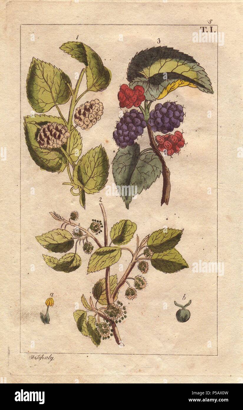White and black mulberry and flowers, Morus alba, Morus nigra. Handcolored copperplate engraving of a botanical illustration by J. Schaly from G. T. Wilhelm's 'Unterhaltungen aus der Naturgeschichte' (Encyclopedia of Natural History), Vienna, 1816. Gottlieb Tobias Wilhelm (1758-1811) was a Bavarian clergyman and naturalist in Augsburg, where the first edition was published. Stock Photo