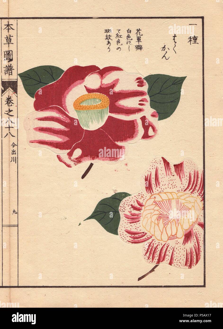 Scarlet and white camellias 'Imadegawa' and 'Hakukan'. . Thea japonica Nois flore semipleno forma. . Color-printed woodblock engraving by Iwasaki from 'Honzo Zufu' (An Illustrated Guide to Medicinal Plants) (1884).. . Kan'en Tsunemasa Iwasaki (1786-1842) was a Japanese botanist, entomologist and zoologist. He was one of the first Japanese botanists to incorporate western knowledge into his studies - since the 8th century, Japanese botany had been based on Chinese herbals. Iwasaki's Honzo Zufu adopts the plant classification of Li Shi-zhen's Pents'ao kang mu published in China in 1596, but also Stock Photo