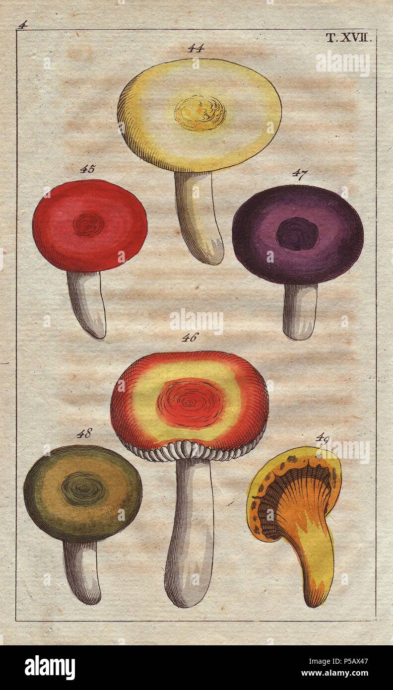 Colorful mushrooms: yellow, purple, scarlet and orange varieties of Agaricus argenteus and Agaricus cantharellus. Handcolored copperplate engraving of a botanical illustration from G. T. Wilhelm's 'Unterhaltungen aus der Naturgeschichte' (Encyclopedia of Natural History), Vienna, 1816. Gottlieb Tobias Wilhelm (1758-1811) was a Bavarian clergyman and naturalist in Augsburg, where the first edition was published. Stock Photo