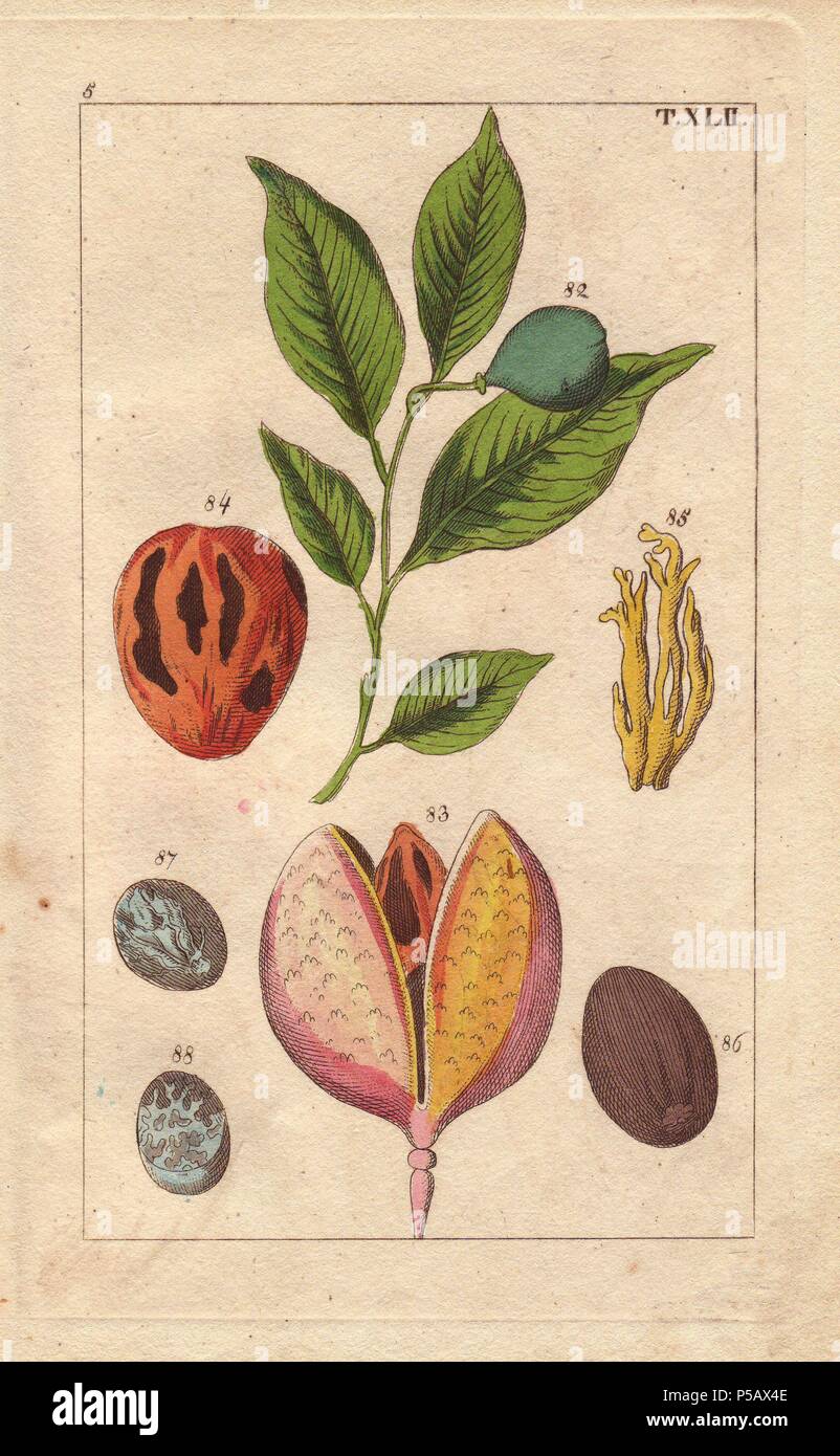 Nutmeg and mace tree, Myristica fragrans. Handcolored copperplate
