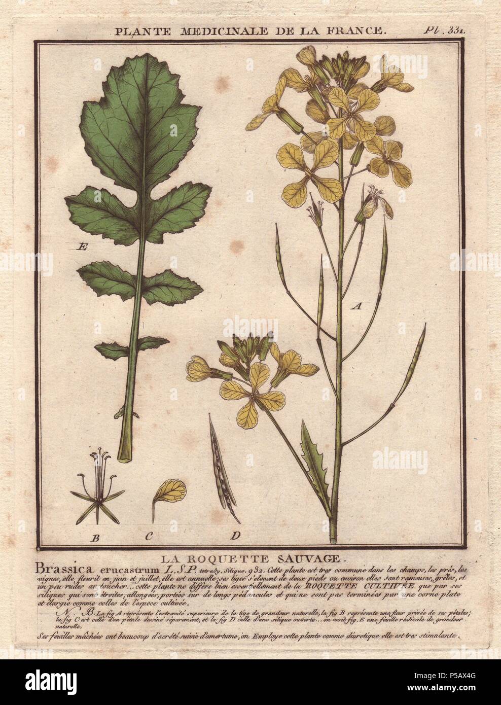 Wild rocket or arugula (Eruca sativa, Brassica eruca). . La roquette sauvage (Brassica erucastrum). . French botanist Jean Baptiste François Pierre Bulliard was born around 1742 at Aubepierre-en-Barrois (Haute Marne) and died on 26 September 1793 in Paris. He studied at Angers, and later illustrated and published a number of botanical and mycological works on French flora. He studied art and engraving under Francois Martinet, the celebrated artist of many of Buffon's natural history books. Stock Photo