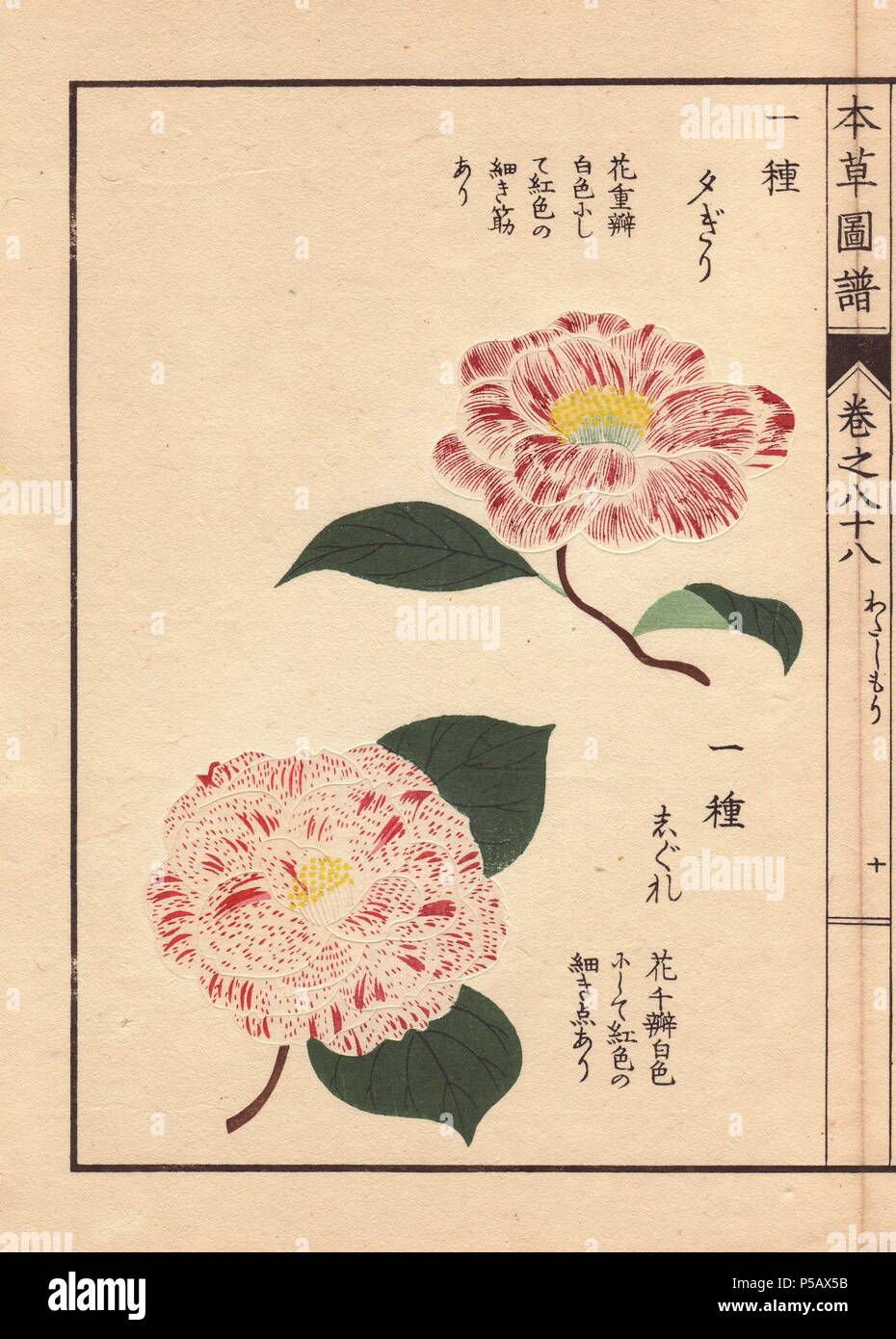 Pink and white camellias 'Yufugiri' and 'Shigure'. . Thea japonica Nois. flore semipleno forma. . Colour-printed woodblock engraving by Kan'en Iwasaki from 'Honzo Zufu,' an Illustrated Guide to Medicinal Plants, 1884. Iwasaki (1786-1842) was a Japanese botanist, entomologist and zoologist. He was one of the first Japanese botanists to incorporate western knowledge into his studies. Stock Photo