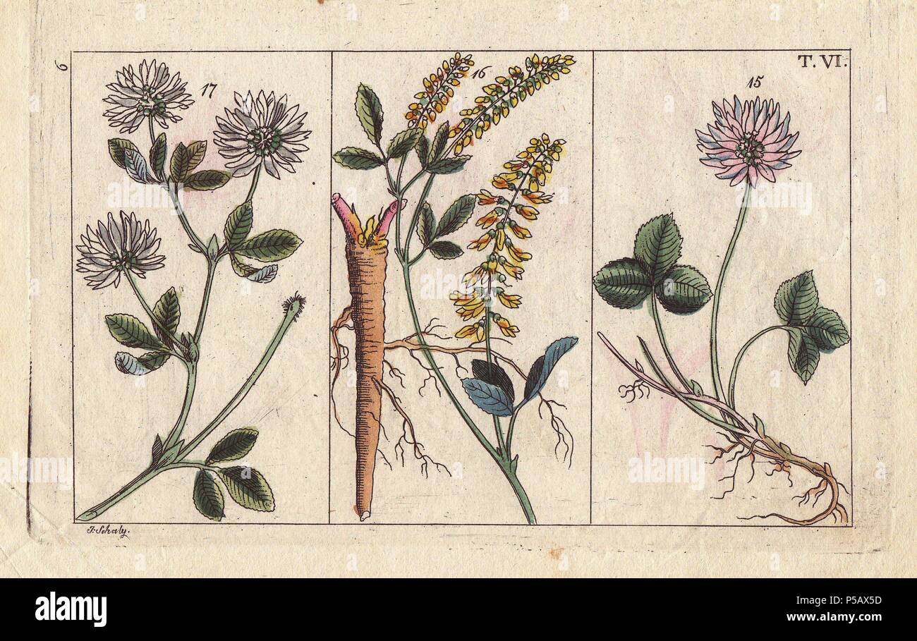 White clover, Trifolium repens, melilot, Trifolium melilotus officinalis, and alsike clover, Trifolium hybridium. Handcolored copperplate engraving of a botanical illustration from G. T. Wilhelm's 'Unterhaltungen aus der Naturgeschichte' (Encyclopedia of Natural History), Vienna, 1816. Gottlieb Tobias Wilhelm (1758-1811) was a Bavarian clergyman and naturalist in Augsburg, where the first edition was published. Stock Photo