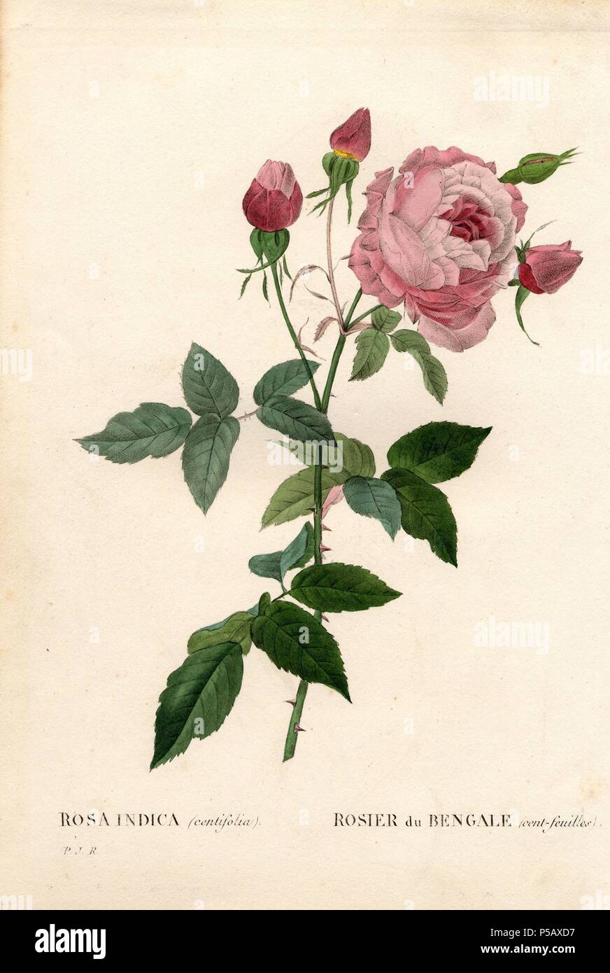 Bengale centfeuilles rose, Rosa chinensis variety, Rosier du Bengale (cent-feuilles). Handcoloured stipple copperplate engraving from Pierre Joseph Redoute's "Les Roses," Paris, 1828. Redoute was botanical artist to Marie Antoinette and Empress Josephine. He painted over 170 watercolours of roses from the gardens of Malmaison. Stock Photo