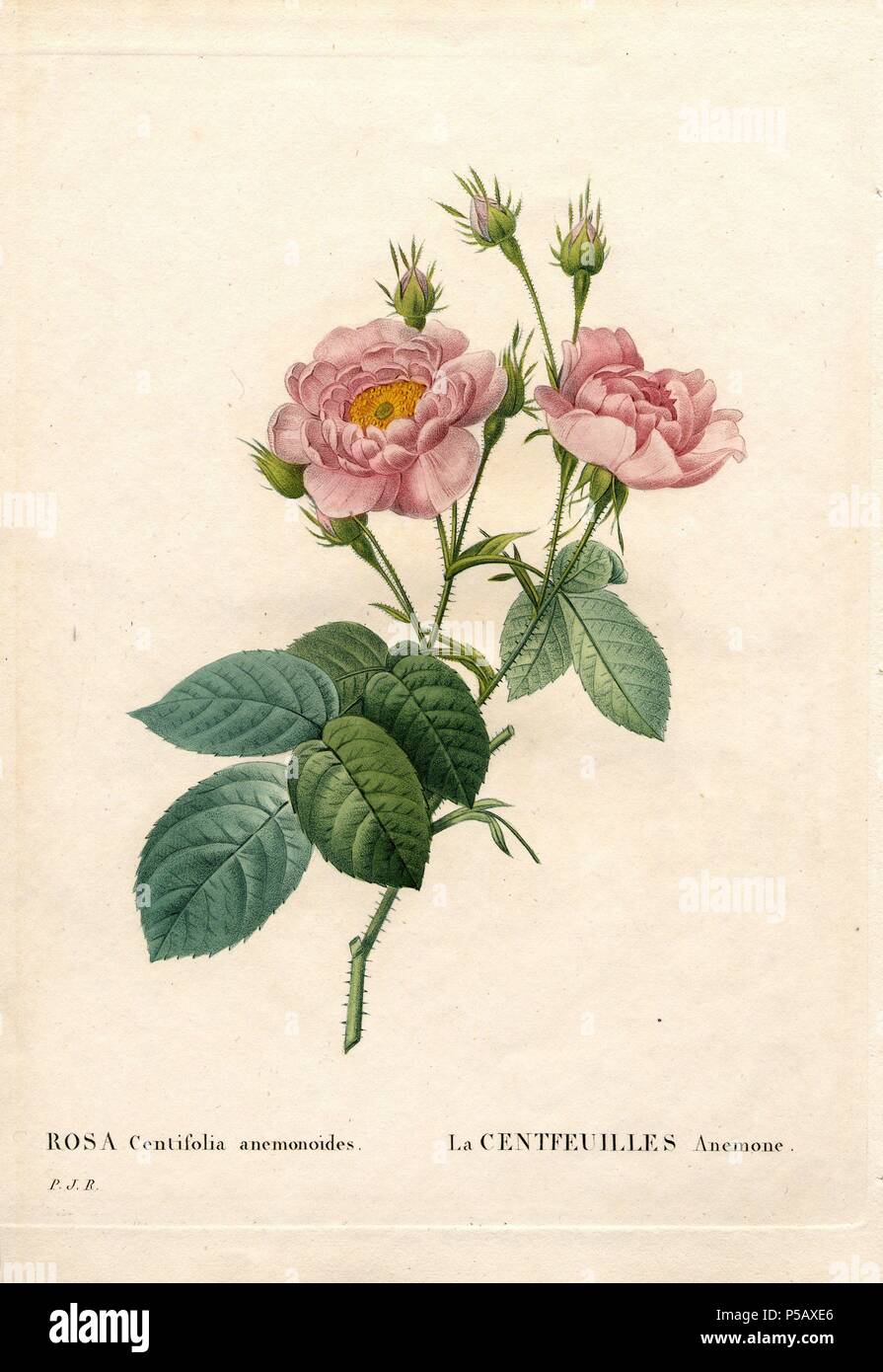Hundred-Petalled Anemone rose, Rosa centifolia variety, La Centfeuilles Anémone. Handcoloured stipple copperplate engraving from Pierre Joseph Redoute's 'Les Roses,' Paris, 1828. Redoute was botanical artist to Marie Antoinette and Empress Josephine. He painted over 170 watercolours of roses from the gardens of Malmaison. Stock Photo