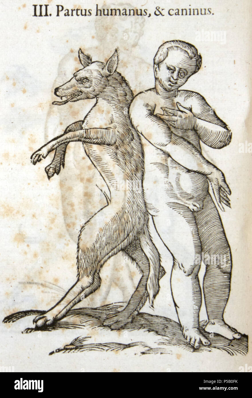 NA. Français : Siamois homme-chien Monstrorum historia dUlisse  Androvandi, p. 366 . 1642. Jean-Baptiste Coriolan 78 Aldrovandi-0366 Stock  Photo - Alamy