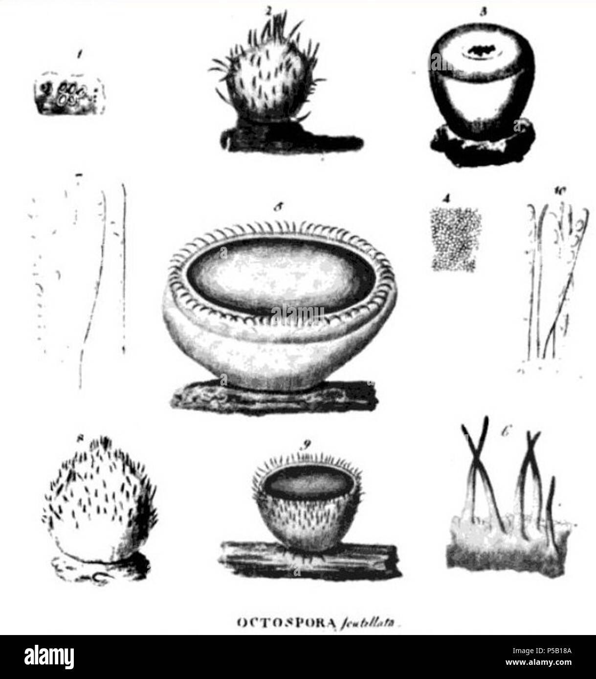 N/A. English: Copied from here, originally drawn by J Hedwig in 1788 . 1788. J Hedwig 142 Asci and ascospores of Scutellinia scutellata Stock Photo