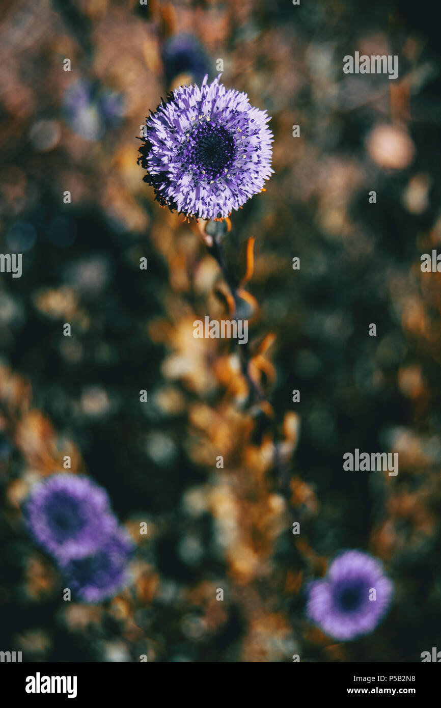 Close-up of a lilac flower of globularia alypum with sunset light in nature Stock Photo