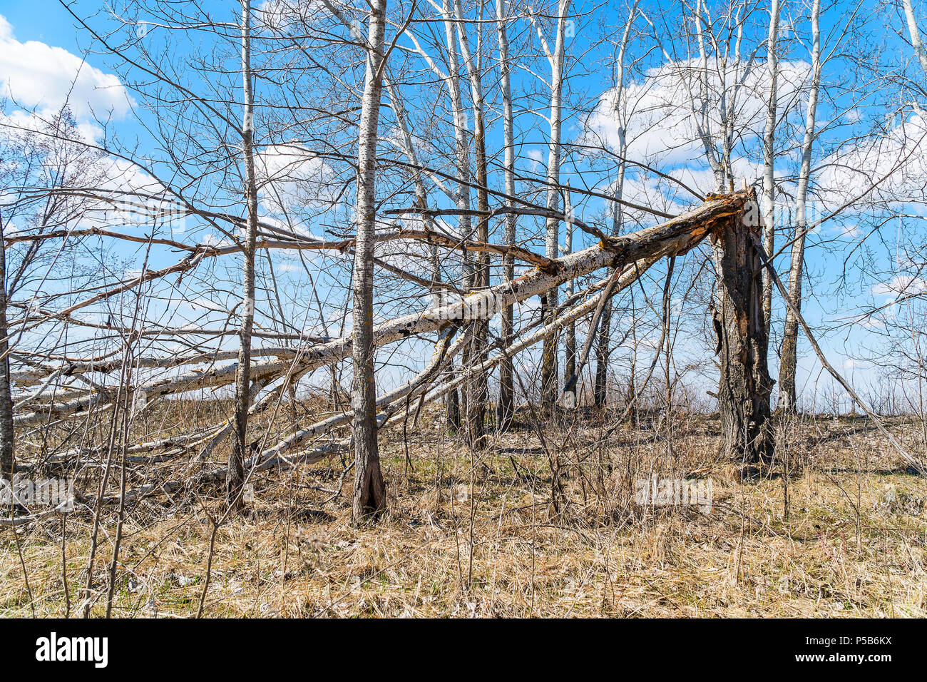 Tree trunk broken by strong wind Stock Photo