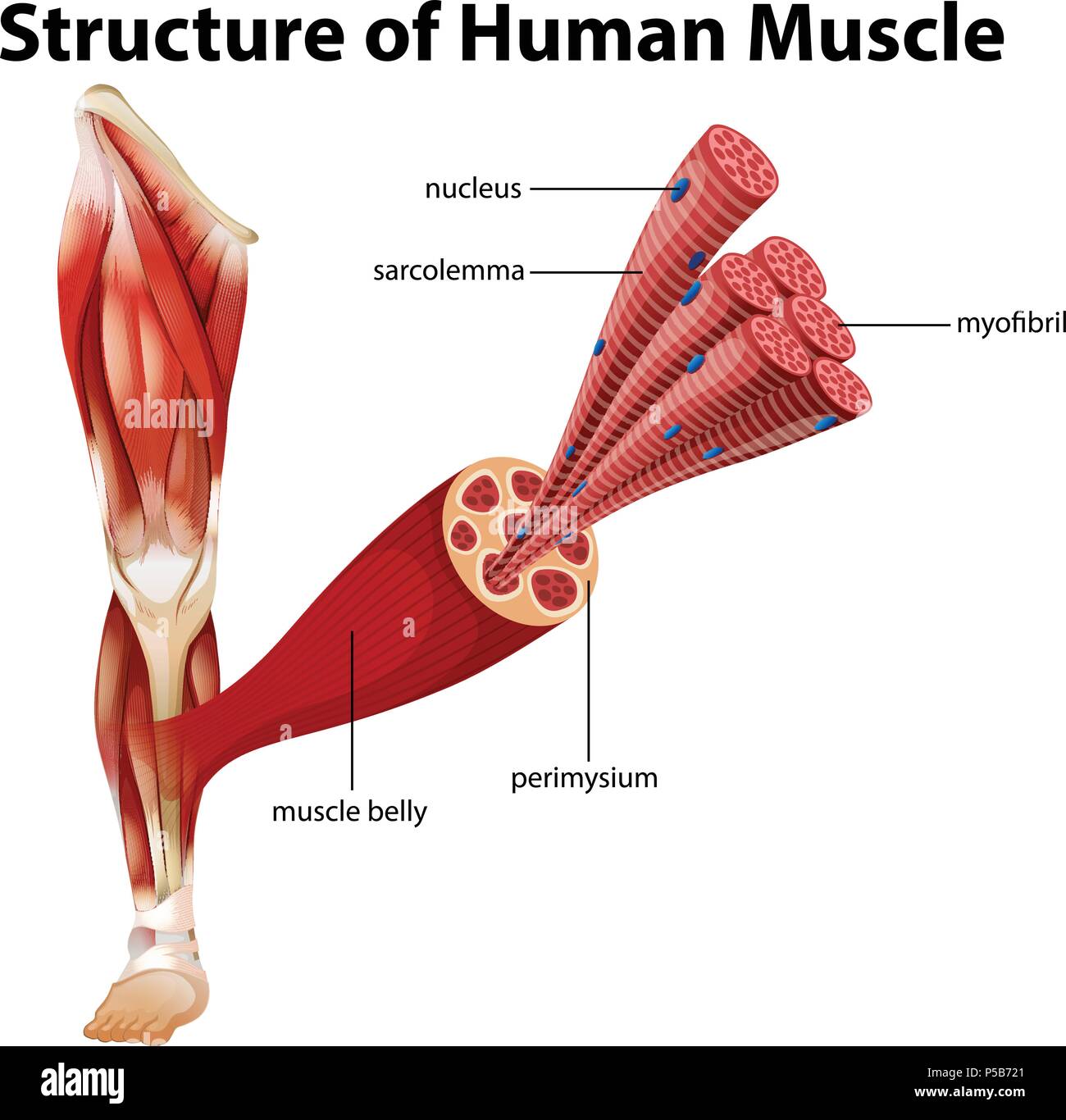 A Structure of Human Muscle illustration Stock Vector