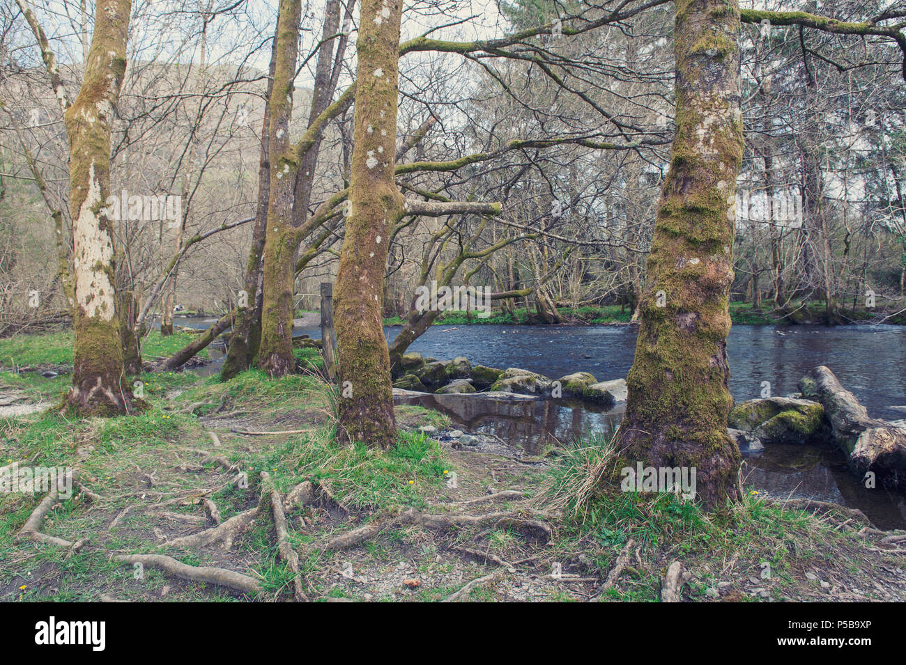 River Rothery River Rothay at White Moss Walks, scenic forest recreational area in ...