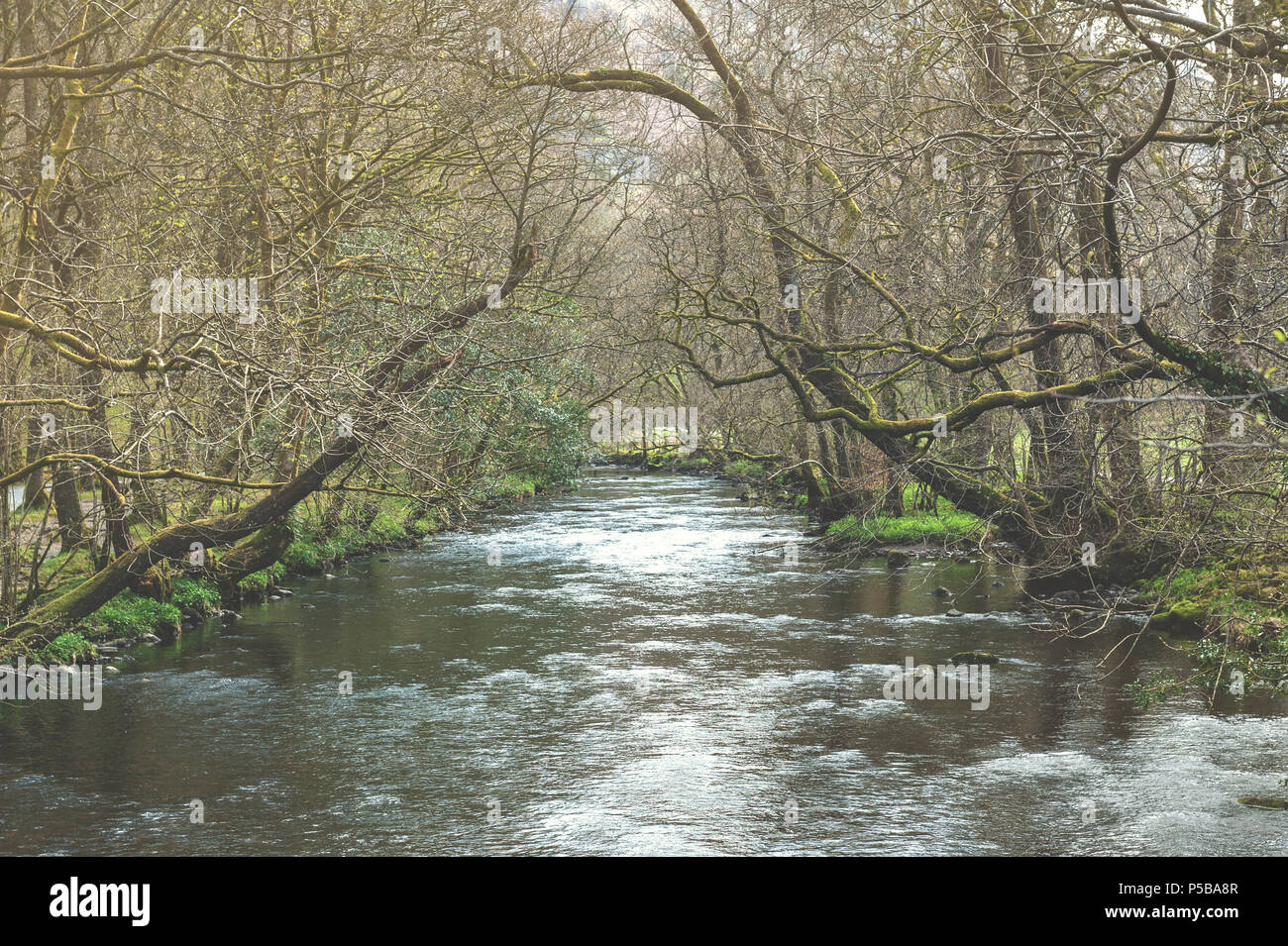 River Rothery River Rothay at White Moss Walks, scenic forest recreational area in ...
