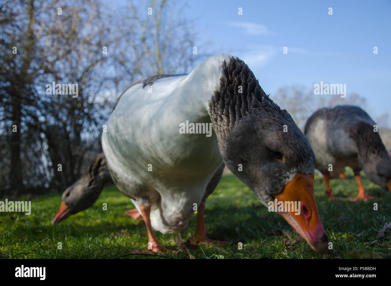 Close up of a European wild Goose Stock Photo