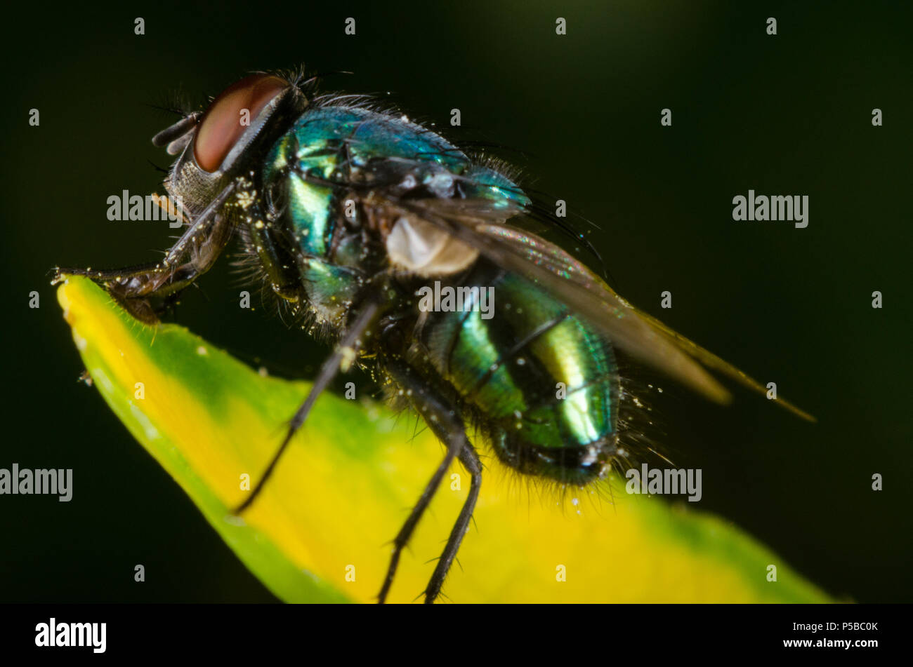 Macro shot of a blow fly Stock Photo