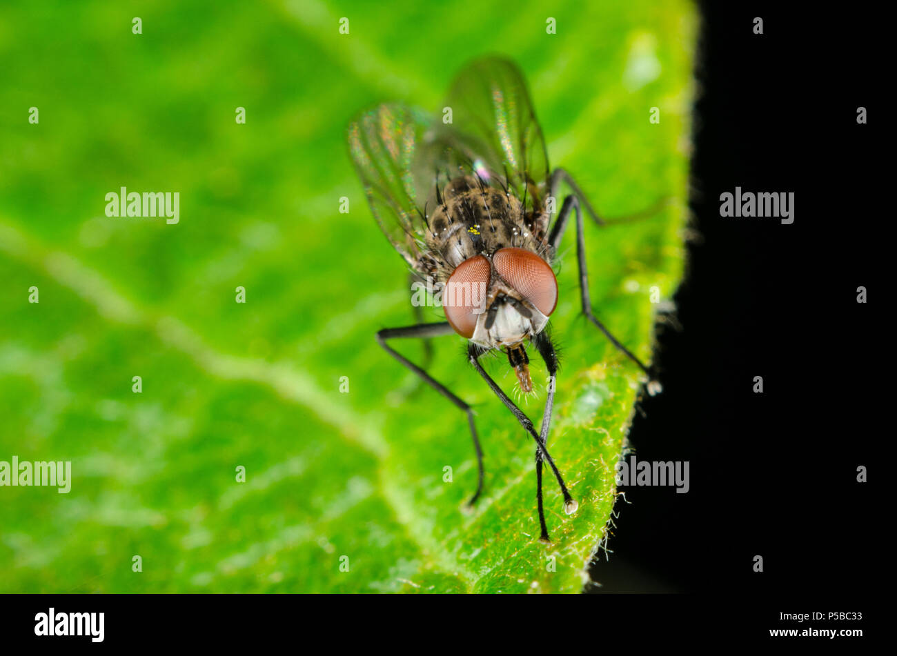 Macro shot of a fly Stock Photo
