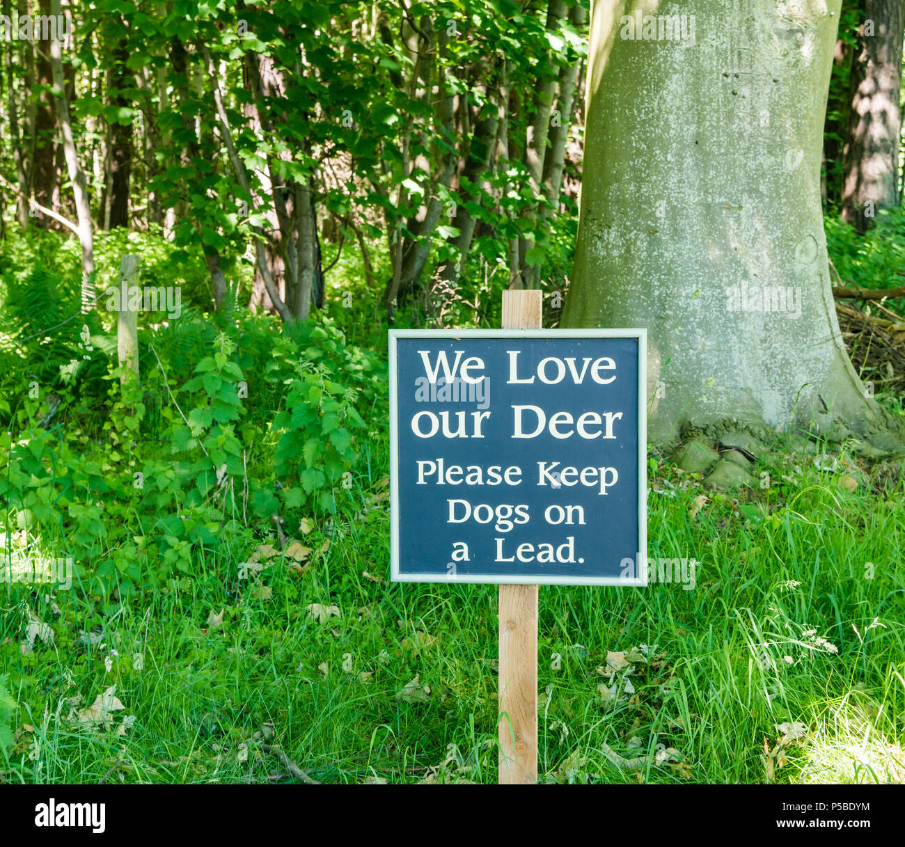 Notice sign in estate warning to keep dogs on a lead for deer protection, East Lothian, Scotland, UK Stock Photo