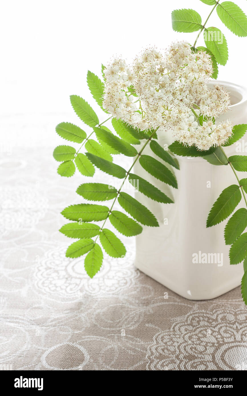 White ceramic pot with white blooming branch of rowan on linen patterned tablecloth. Stock Photo