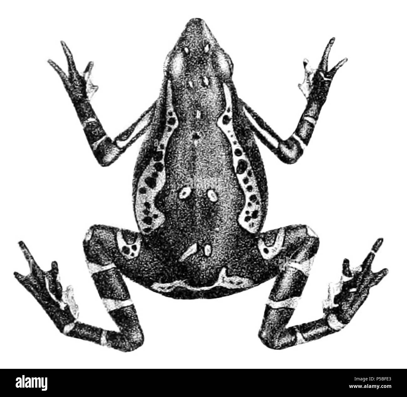 N/A. English: Phryniscus pulcher = Atelopus pulcher - upper view ...