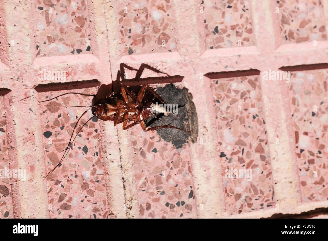 Miguel Insect Squashed insect hi-res stock photography and images - Alamy