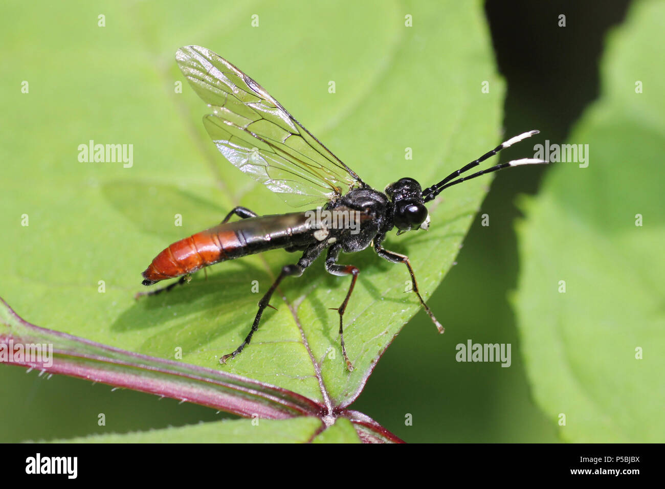 Sawfly Tenthredo livida Stock Photo