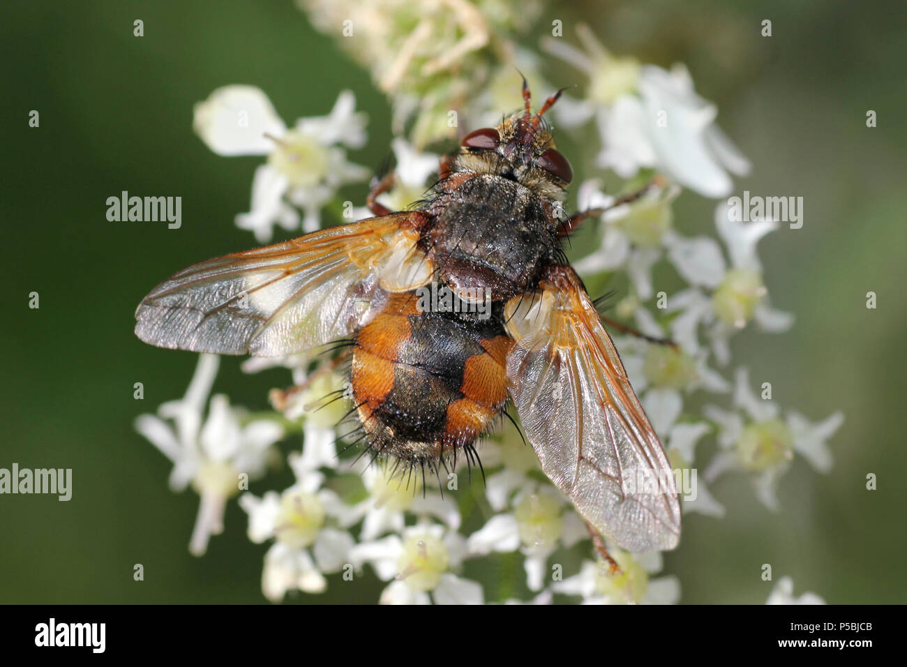 Tachina fera feeding on nectar from an umbellifer flower Stock Photo