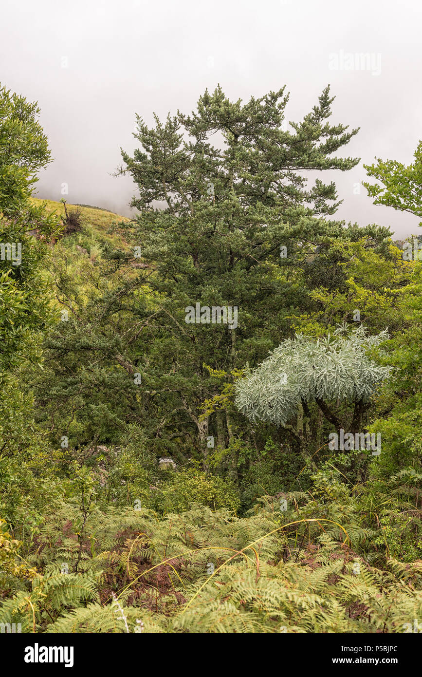 A Yellowwood tree, a Mountain Kiepersol trees and tree ferns in the Kwazulu-Natal Drakensberg Stock Photo