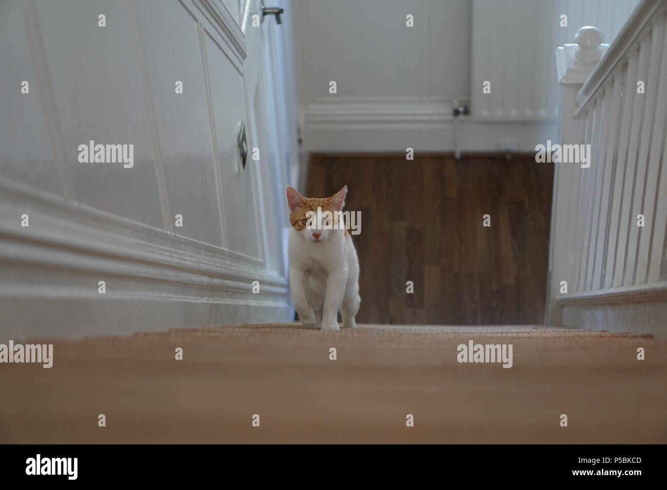 cats climbing the stairs Stock Photo Alamy