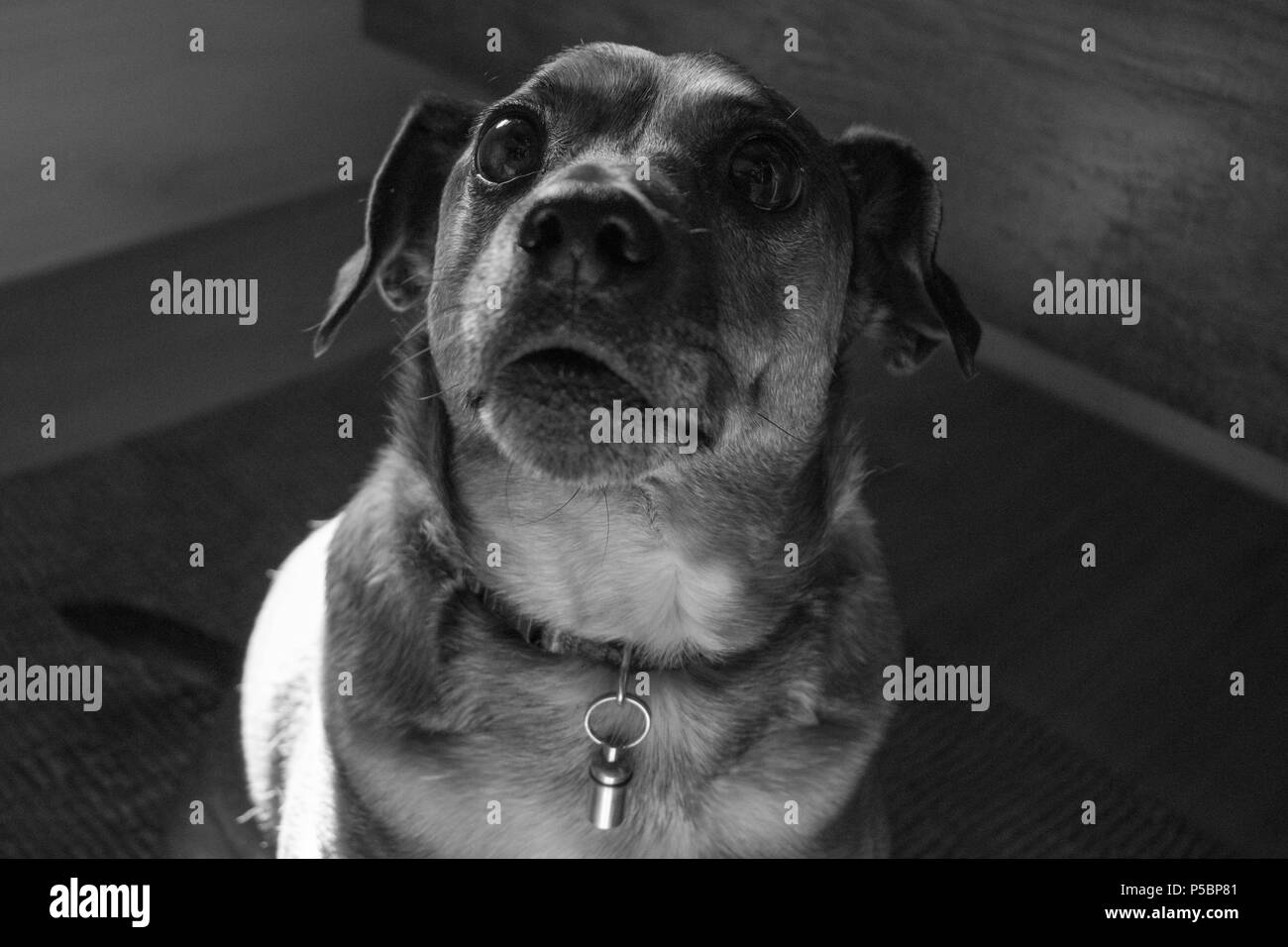 White dog with brown ears Black and White Stock Photos & Images Alamy