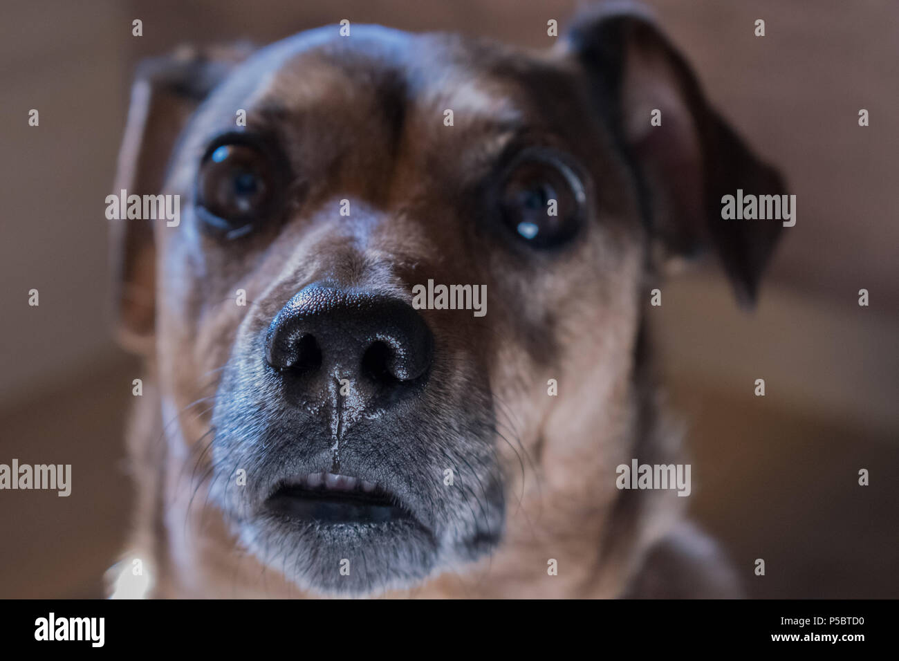 Dogs watching owner hires stock photography and images Alamy