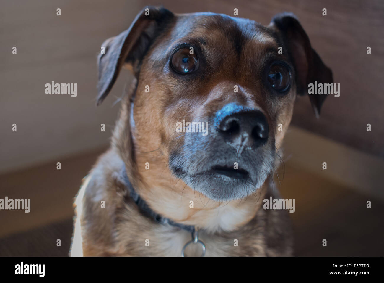 dog watching me Stock Photo Alamy