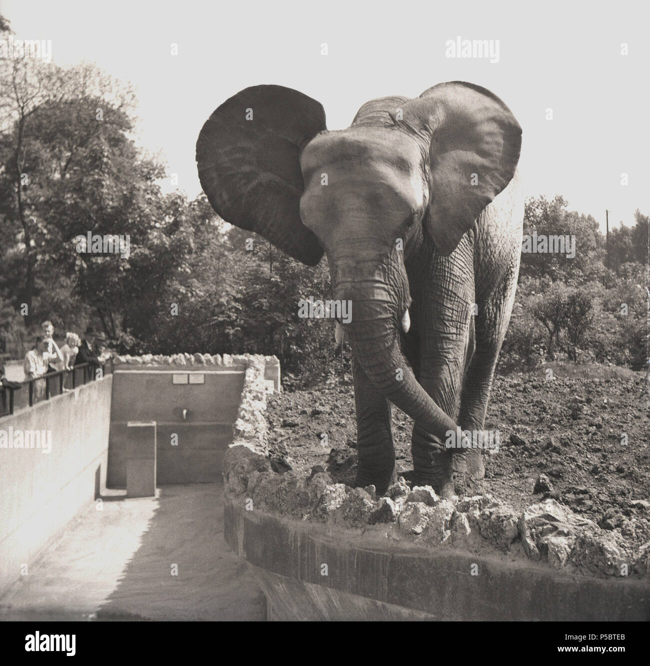 Edinburgh Zoo, 1950s, an african elephant standing at the Edinburgh Zoo, 1950s, an african elephant standing at the