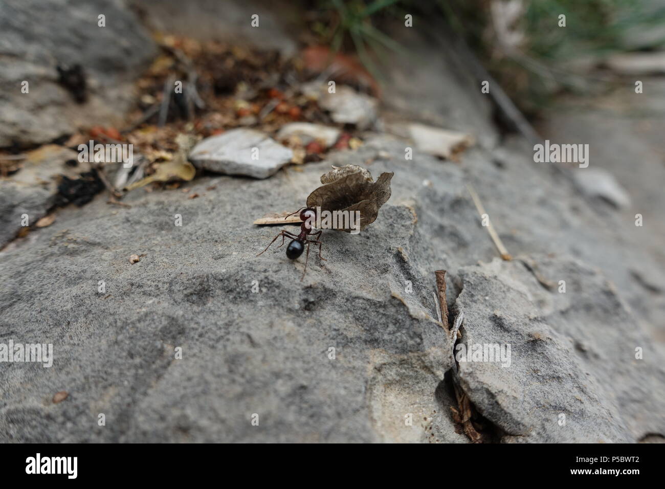Ant Carrying a Leaf on a Mountain Rock Stock Photo
