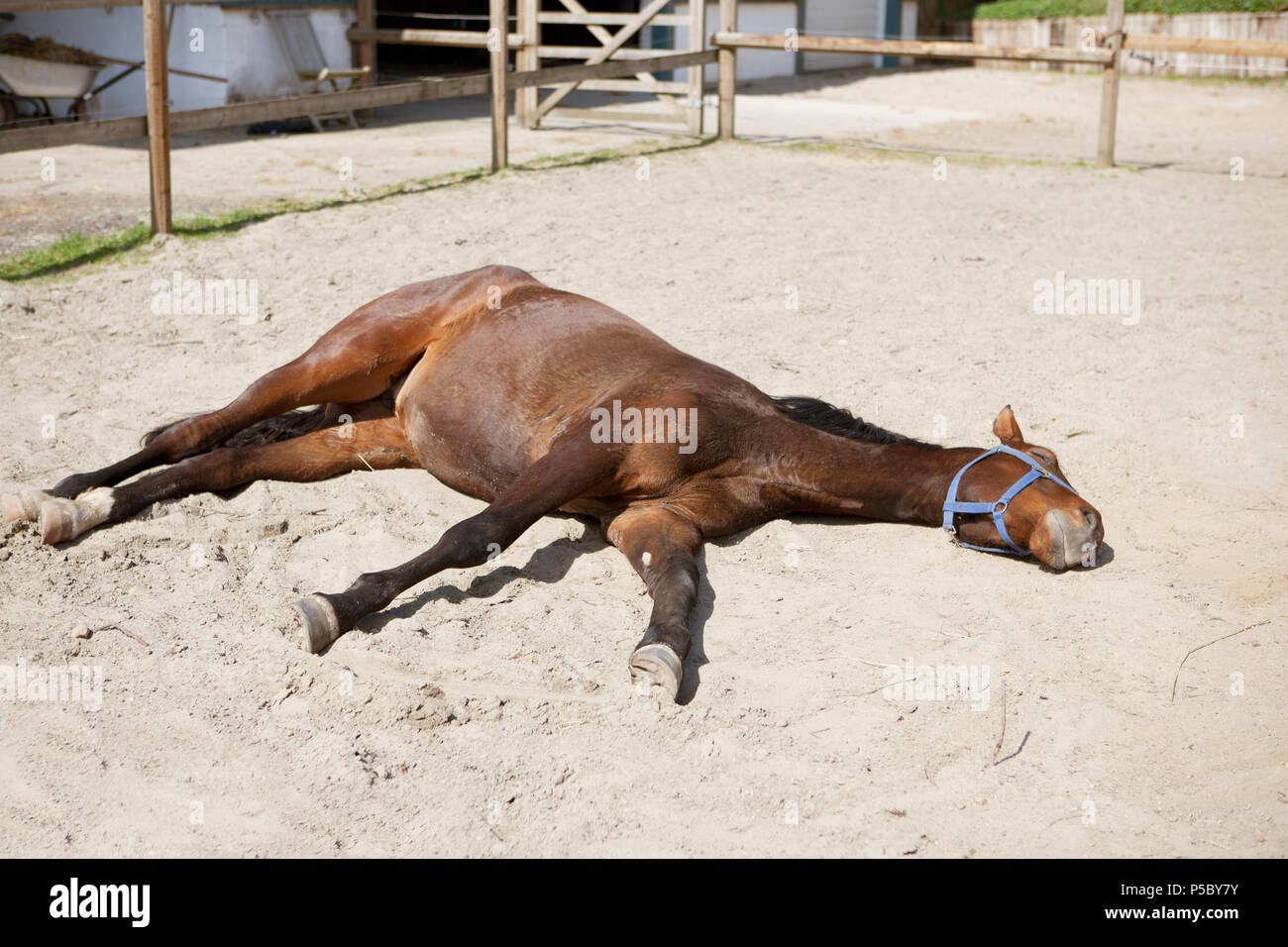 a brown horse is sleeping lying in the sun on a paddock Stock Photo Alamy