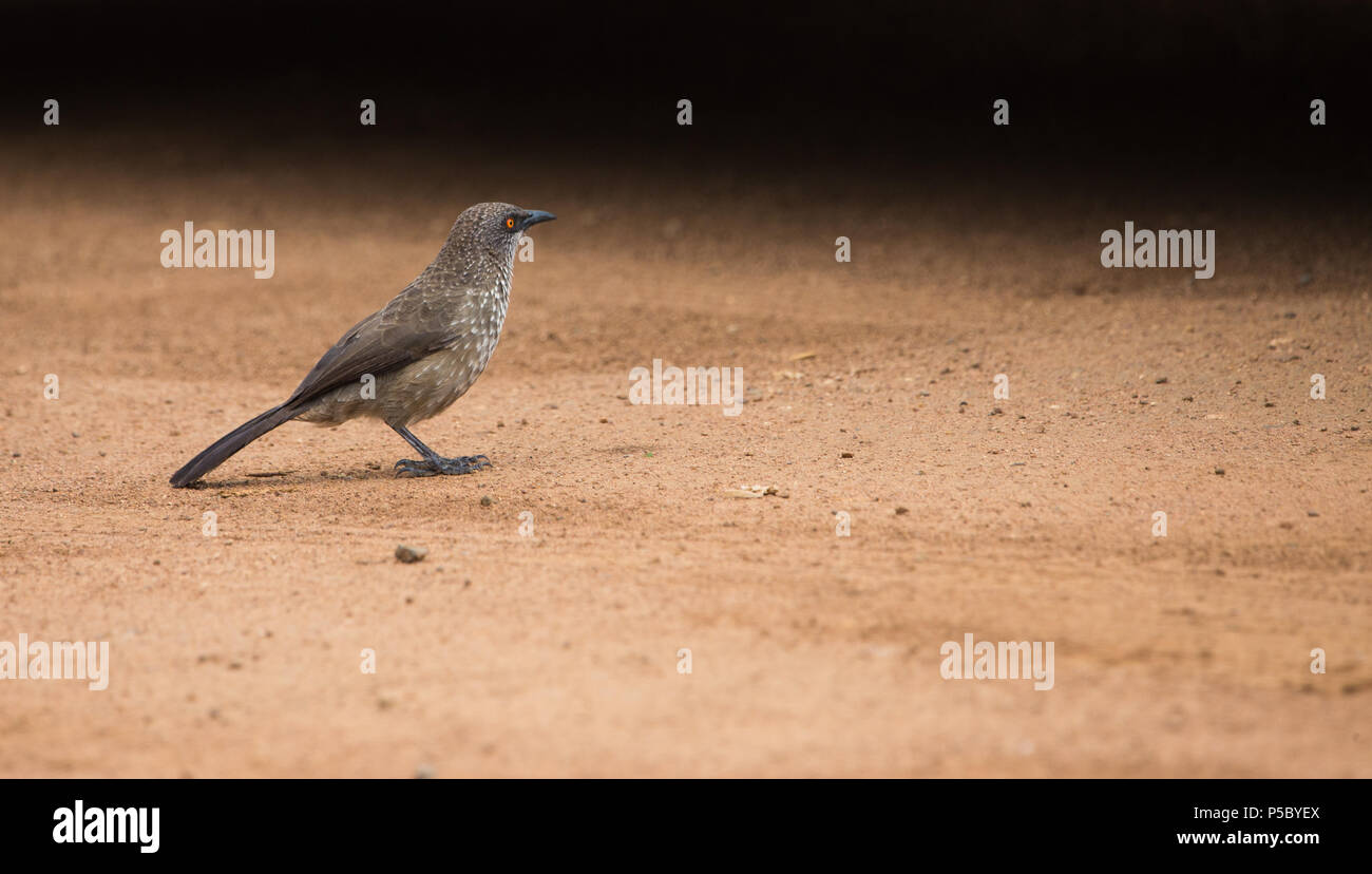 an Arrow-marked babbler (Turdoides jardineii) bird standing on the ground facing away from camera Pilanesberg National Park, South Africa Stock Photo
