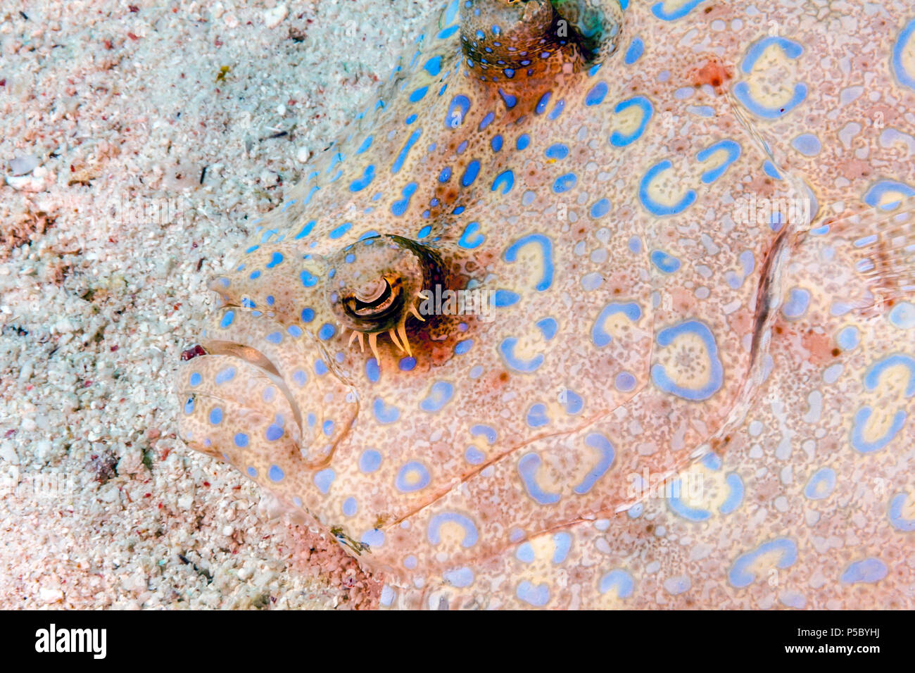 peacock flounder,Bothus mancus also known as the flowery flounder Stock