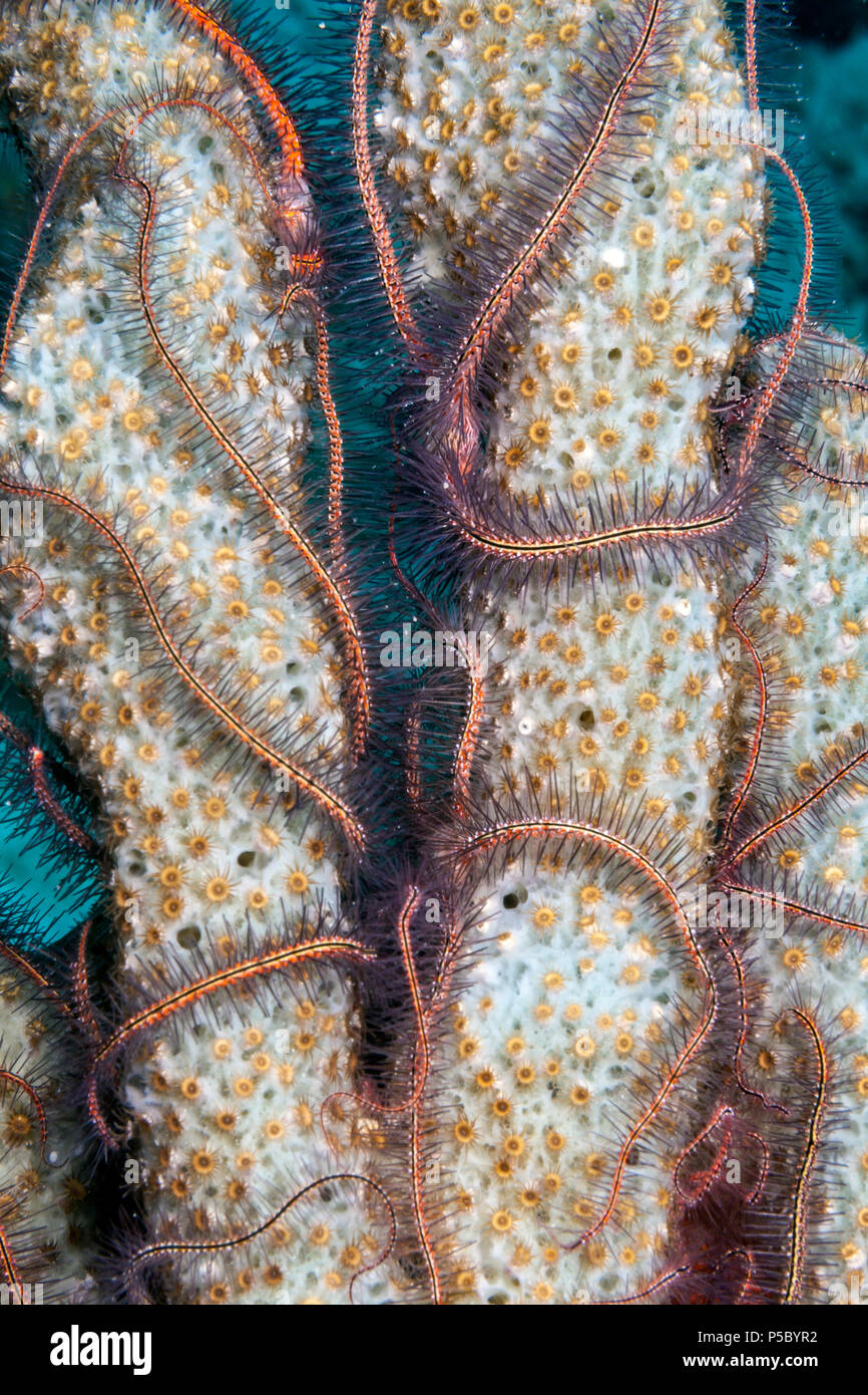 Ophiothrix suensoni, Suenson's brittle star or the sponge brittle star, is a species of marine invertebrate, order Ophiurida Stock Photo