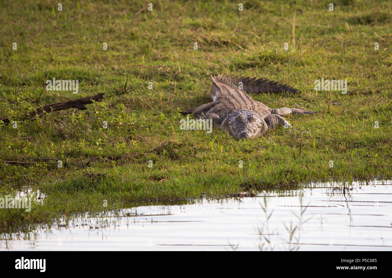 Nile crocodile (Crocodylus niloticus) on its own with eyes open lying in wait on the banks of the grassy river at Pilanesberg National Park Stock Photo