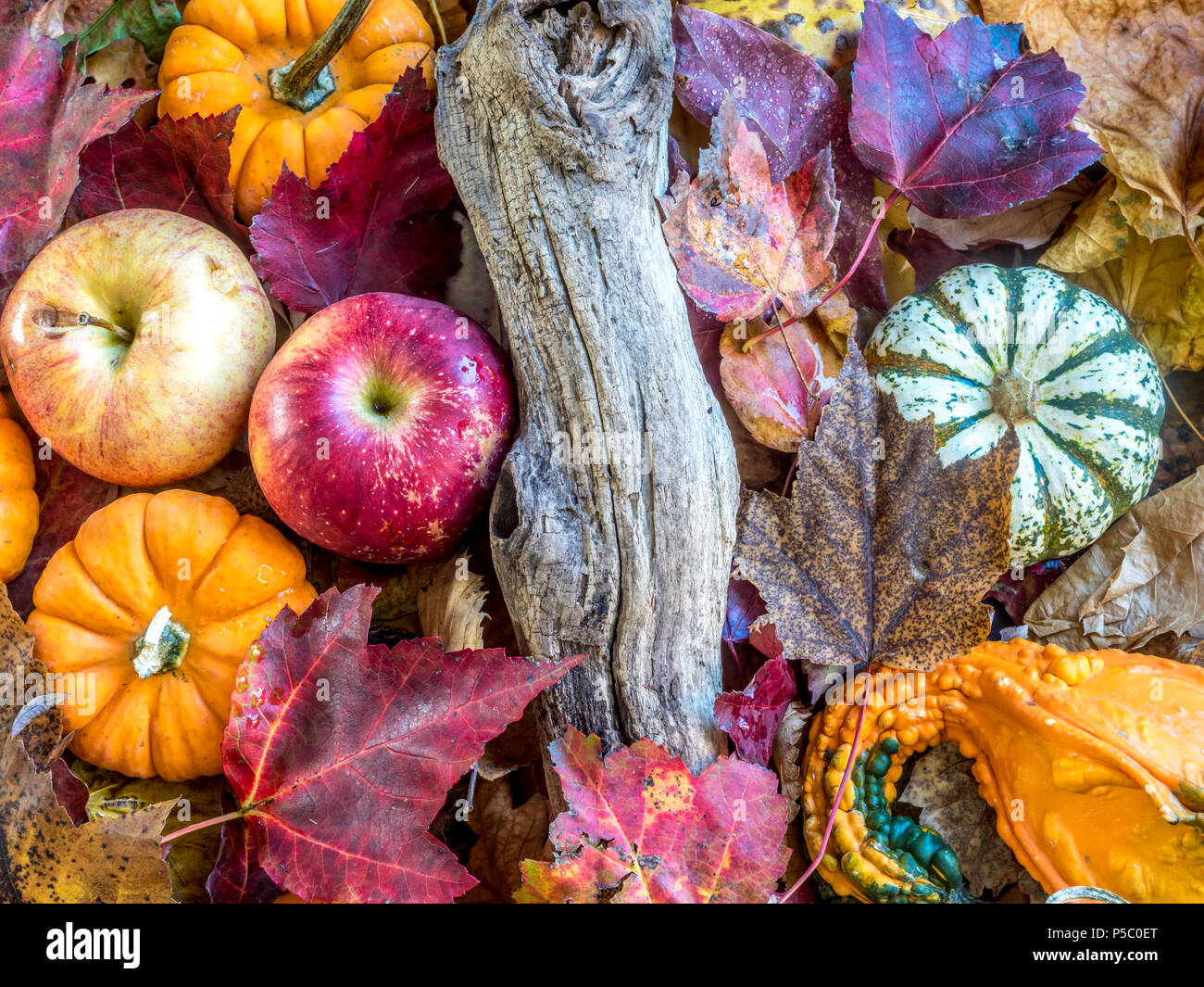 Autumn still life with pumpkin and colored leaves Stock Photo - Alamy